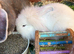 Mini lion lop