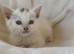 Gorgeous British shorthair 1 female left