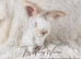 Fully Vaccinated English Angora