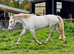 STUNNING Connie X ISH Mare