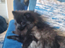 Pomeranian 9months old male