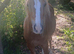 Registered Section A 2 year old Filly