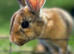 Bunnies for sale now!