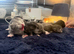 Mainecoon cross kittens