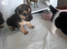 2 pure Jack Russell boys