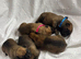 Chunky Presa Canario Puppies for sale