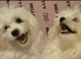VERY HANDSOME  2 BROTHERS MALTESE  PUPPIES - SPECIAL OFFER &pound;400 for each if you buy them both  .