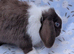 Choc split mini lop buck
