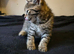 Cute & Playful Kittens Ready for New Homes