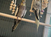 Two male cockatiels with cage