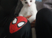 Lovely kitten MIMI
