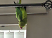 Indian Ringneck