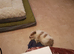 9 weeks old Pomeranian male puppy