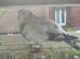 11 Racing Pigeons for Sale &ndash; Best Offer!