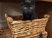 Insured Affectionate playful kittens