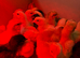 Easter Egger chicks
