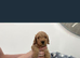 Cockapoo puppies for sale