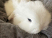 Mini lop baby bunnies, small, sweet and pure bred from the best