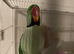 2 male Alexandrian parakeets