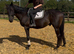 16hh gelding