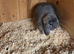 Mini lop Buck Blue opal