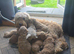 Australian Goldendoodle