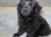 Adorable Doxiepoo x Pomeranian Puppies