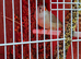 Pair of zebra finches & 3 babies