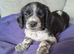 Ready now boy sprocker F1 mum and dad dna and health testec