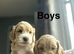 Puppies ready to leave from 3rd July