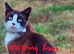 Bring Fudge home