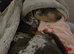 Dachshund