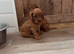 Cavapoo puppies
