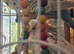 3 Budgies with Cage, Toys & Food - £90