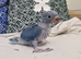 Hand Rearing Blue Ringneck