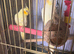 Latino Cocktails pair for sale