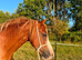 PERFECT COMPANION PONY