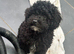Toy Poodle Puppy last Boy available KC registered Parents