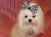 Gorgeous Babydoll KC Registered Korean Maltese Adult Girl 2 Years Old