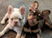 Beautiful french bulldog, fluffy & pink carrier