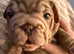 Stunning Big Rope, Velvet & Rojo French Bulldogs