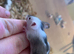 fancy mice for sale