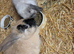 Female mixed breed rabbit