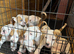 Puppies for sale