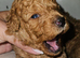 Licensed breeder, kennel club tiny red toy poodles