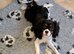 8 month old Cavalier KC Tri girl