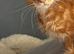 Red 16 week old full Mainecoon kitten