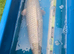 Koi carp