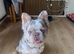 Fluffy French bull dog for sale