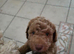Male Cockapoo - last one!